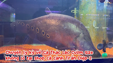 Chuyện ly kỳ về Cá Thác Lác Cườm size khỏng lổ tại shop cá cảnh Trần Diệp 2