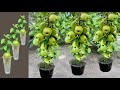 How to grow apples trees from apples fruits growing fest with aloe vera  eggs chicken and sprite