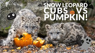 Snow Leopard Cubs Vs PUMPKIN!