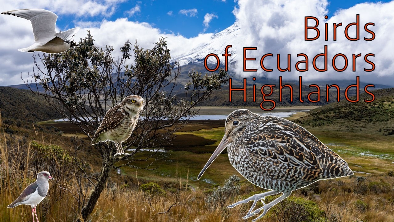 Ecuador Birding Adventure 🇪🇨 | Andean Highlands, Condor, Spectacled Bear & Cotopaxi (Part 1)