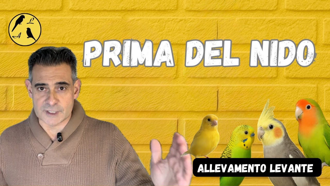 Preparazione alla cova: cosa fare prima di mettere il nido| Breeding Prep:What to Do Before the Nest