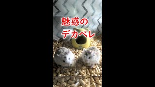 安いペレットですまんね　飼い主魅惑のデカペレ