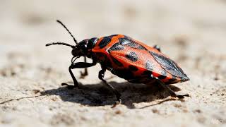 Seed Bug, Chinch Bug, Firebug, Lygus Bug & Leaf-Footed Bug – Diverse True Bugs of Fields and Forests The Western Conifer Seed Bug Insects Natureinsects Bug