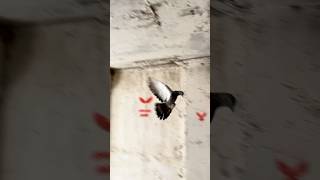 Yay Gibi Takım🏹 Üvercin Igüvercin