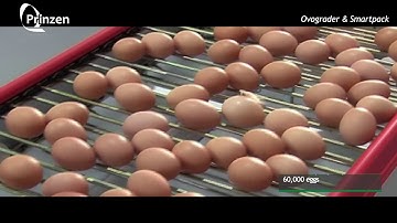 Vencomatic Group: Prinzen - Ovograder & Smartpack table eggs