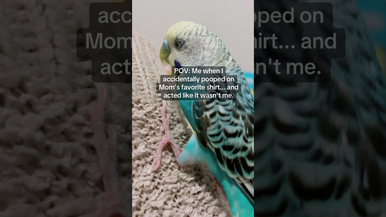 I swear it wasn’t me🐦 