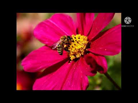 পরাগায়ন কাকে বলে? পরাগায়ন।  pollination Bangla