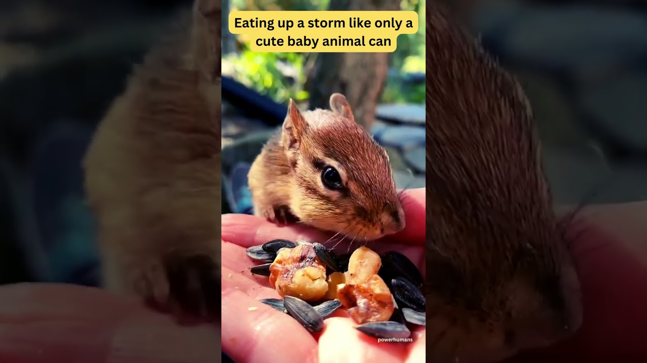 Cute Animals | Adorable Baby Animals Devouring Their Dinners 