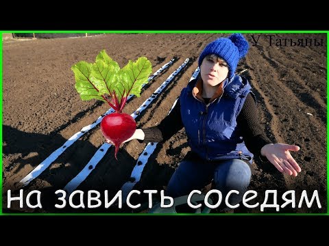 Как я сажаю СВЕКЛУ на ленте (туалетной бумаге) в открытый грунт!