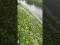 桜だけじゃないですね、春は🎶