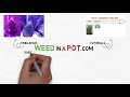 The Different Types of High Intensity Discharge Lights Available for Growing Cannabis