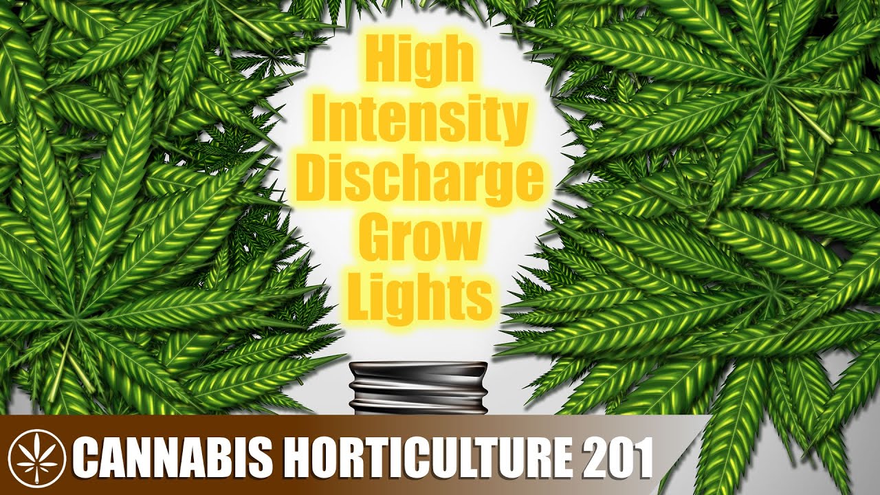 The Different Types of High Intensity Discharge Lights Available for Growing Cannabis