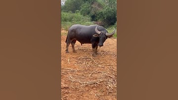 trâu cà to cổ cong #cặp sừng to dài