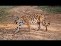 Bandhavgarh Tala Jungle Safari | 5 Tigers | Spottie with 3 Cubs and Big Male Tiger | 6th June 2021