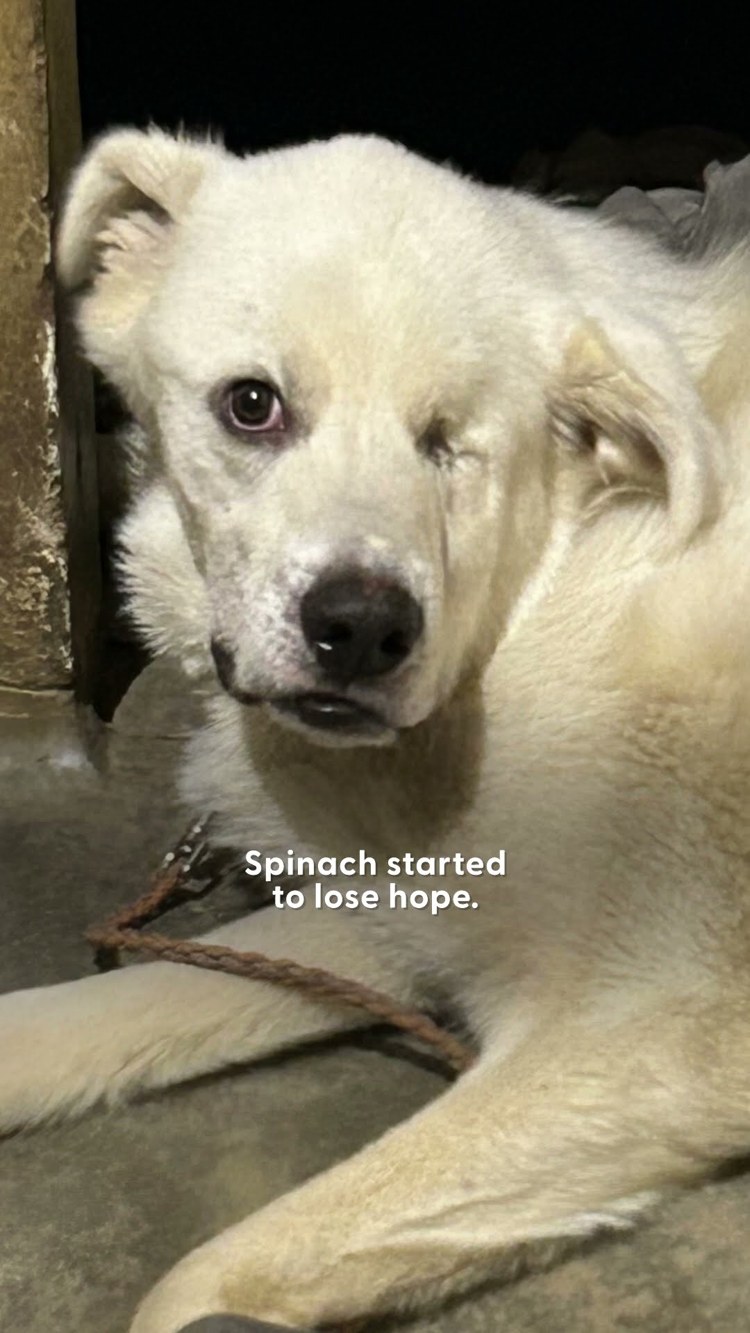 Puppy Leaves Shelter After 432 Days | The Dodo
