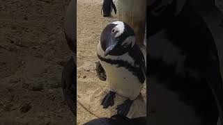 Факты об африканских пингвинах