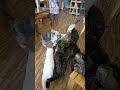 猫カフェ"Cat Cafe Healthy Juice"【Thai❤Cat】22May2022 #shorts #cat #แมว #猫 #ペット #pet #kitten #kucing