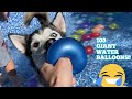 Husky Hilarious Reaction To 100 Giant Water Balloons In Our Pool!! [FUNNIEST REACTION EVER!!]