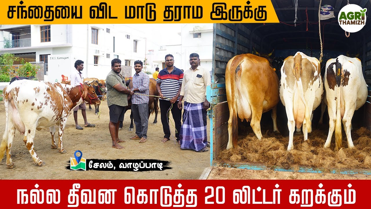 25 லிட்டர் கறவை தரும் hf jersey ரக மாடுகள் | சந்தையை விட மாடு தராம இருக்கு hf cow farm in tamilnadu