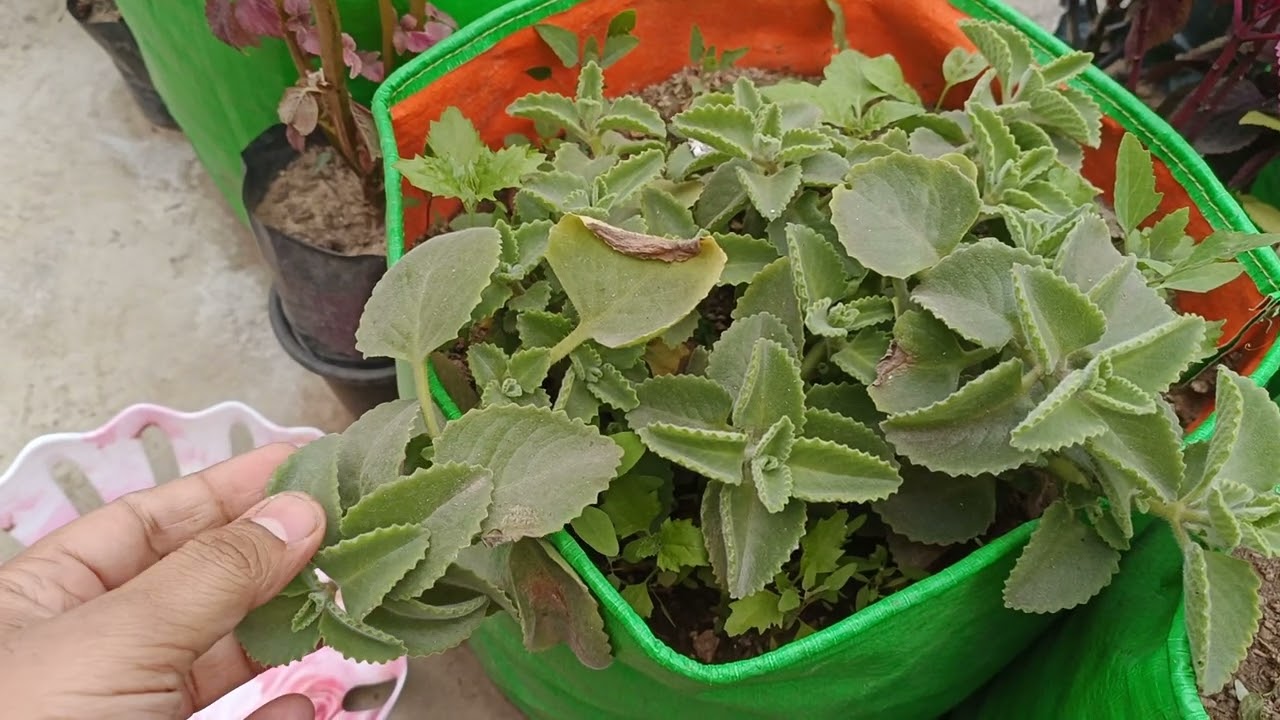 Harvesting @organic Ajwain leaves 