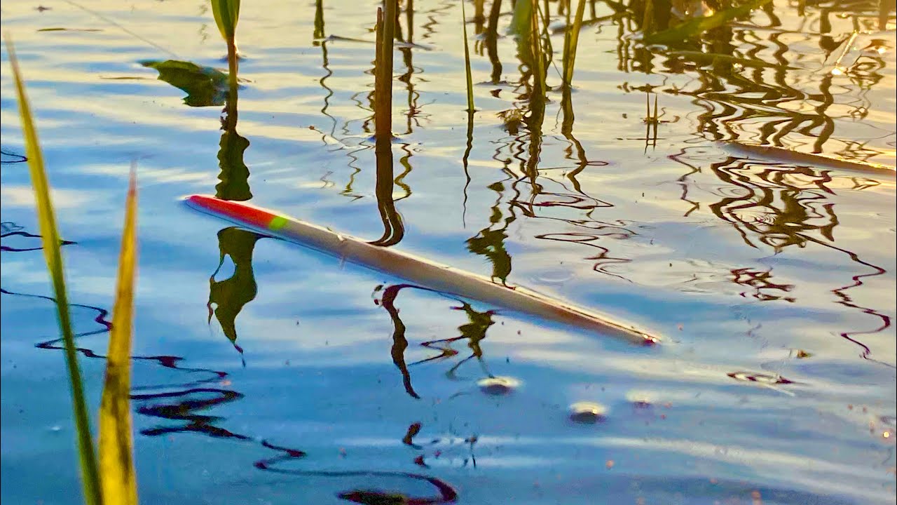 ЗАБРАЛСЯ В ГУЩУ КАМЫШЕЙ?? и сразу палка в дугу сазан карась рыбалка ...