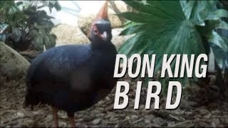 Don King Bird by Chad-Michael Simon 48,570 views 11 years ago 21 seconds