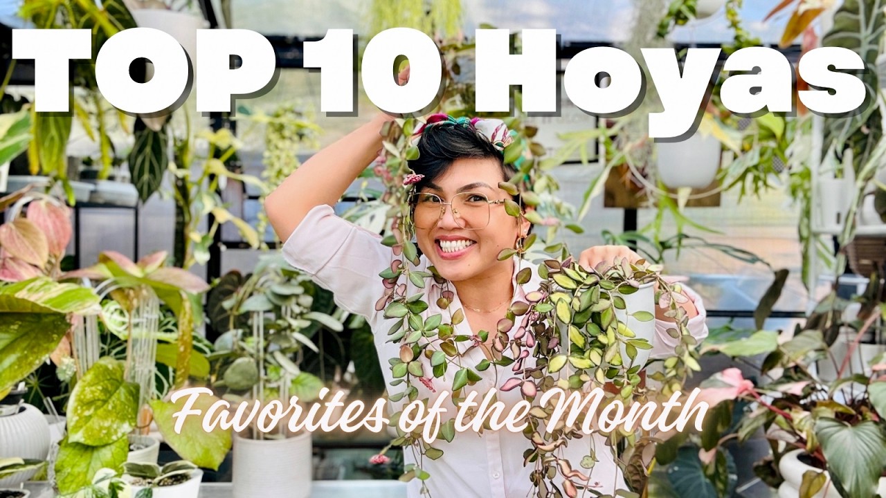 Топ-10 самых популярных хойя месяца | Новости о росте и историях выращивания растений