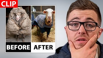 Wild Sheep Covered In 80 Pounds Of Wool Makes An Amazing Recovery