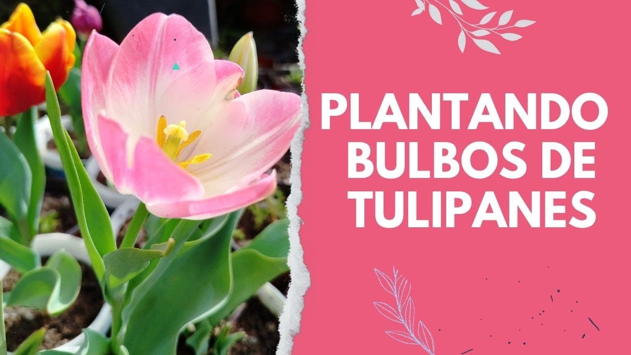 Cómo plantar Bulbos de tulipanes Método fácil y probado 🌷Parte 1