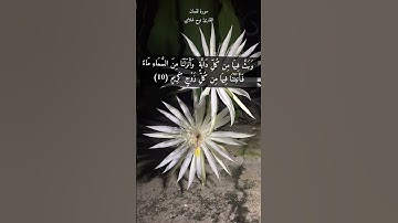 آية ١٠ "خلق السماوات بغير عمد ترونها وألقى في الأرض رواسي أن تميد بكم" من سورة لقمان