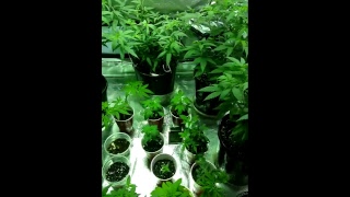 update on the Veg
