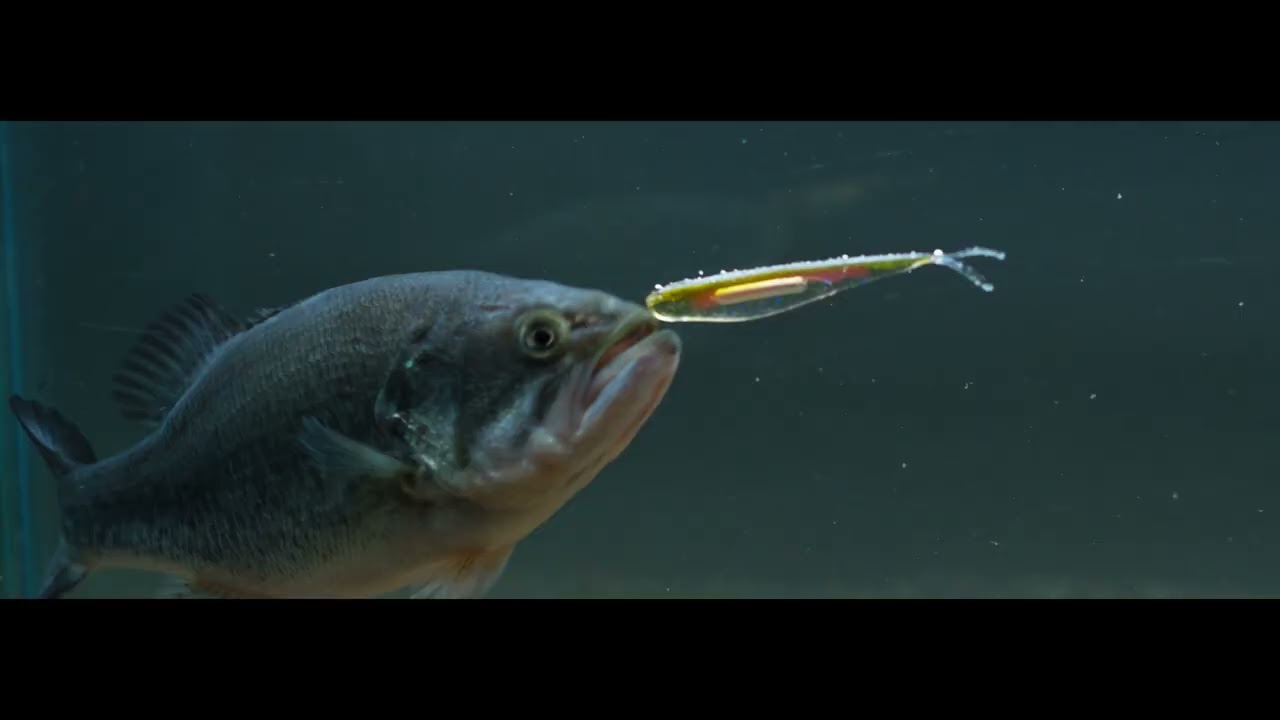 berkley fish research center Lab Series Minnow the Berkley Lab Series Minnow combines fully optimized scent From the Lab to the