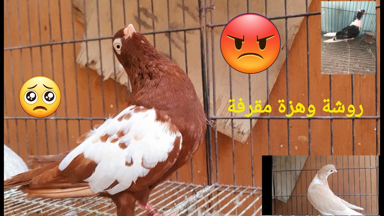 🕊️🕊️مش كل هزة فى الحمام تبقي مرض 🧐ممكن الروشة يبقي سببها عادي فى الحمام والطيور😀 المهم تحددها صح👍👍👍
