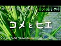 ちっぱぁのチート農業【番外編その4】コメとヒエの違い。