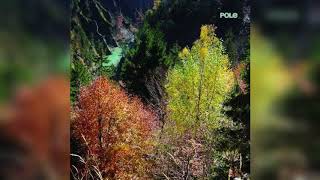 Pole - Wald (2015) full album