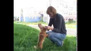 Русский той. Породы собак. Dog breeds, funny, funny cats and dogs Русский той. Породы собак. Dog breeds, funny, funny cats and dogs