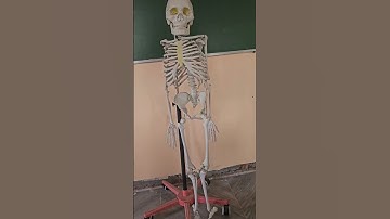 #Humanbodyskeleton #Humanbody #biologypractical #scienceexperiment #viralshorts