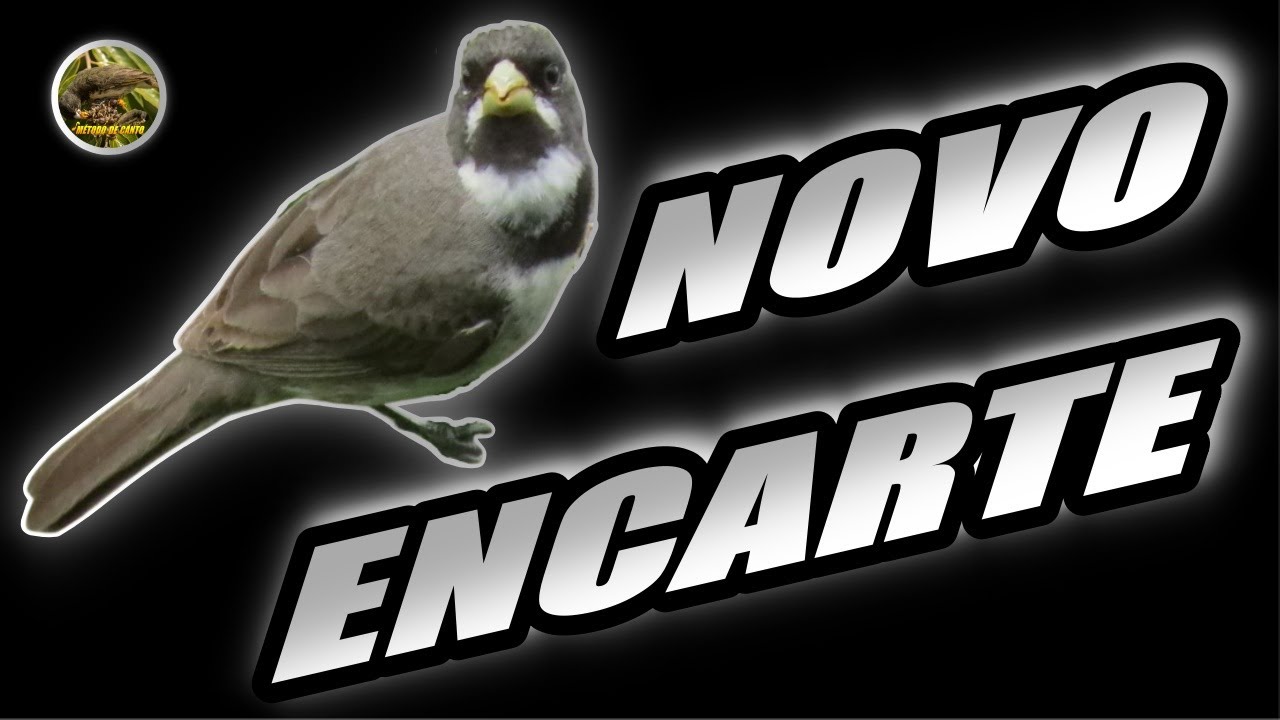 PAPA CAPIM TUI TUI 🔥NOVO ENCARTE PARA AFOGUEAR🔥 