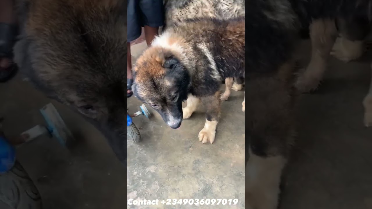 1+ year Male Purebred Caucasian Shepherd