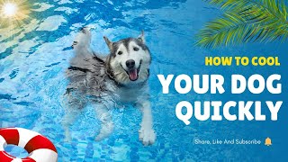 Heat Danger! How To Protect Your Pet This Summer| Heat Stroke| How To Keep Your Dog Cool In The Heat