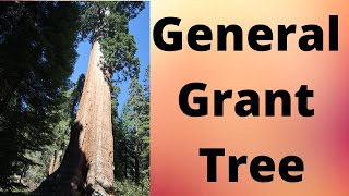 General Grant Tree, Giant Sequoia Redwood Trees