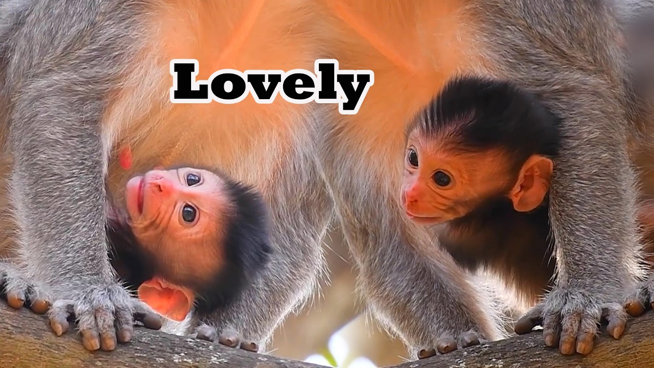 Adorable Wildlife 2026, Love and Nice Mommy Monkey Takes The Best Care Of Baby