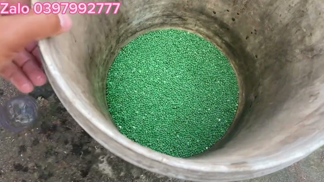 Tưới phân lần đầu cho hoa cúc 7 màu. Hoa xuân 2025 #hoatet #mientay #automobile