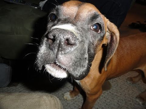 cute boxer puppy 3 months old youtube