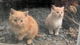 Котята жались к друг другу, заглядывая в окно голодными глазами Котята жались к друг другу, заглядывая в окно голодными глазами