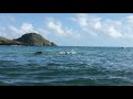Deerhound swimming in the sea の動画、YouTube動画。