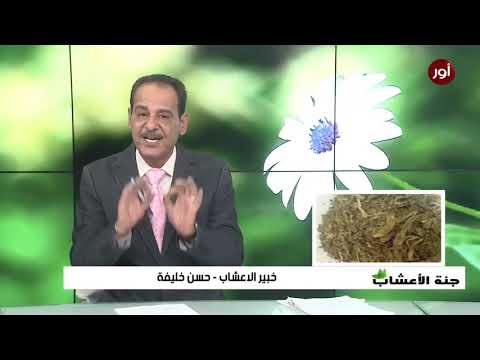 فوائد  عشبة رجل الاسد (لوف السباع)    مع خبير الاعشاب حسن خليفة - جنة الاعشاب