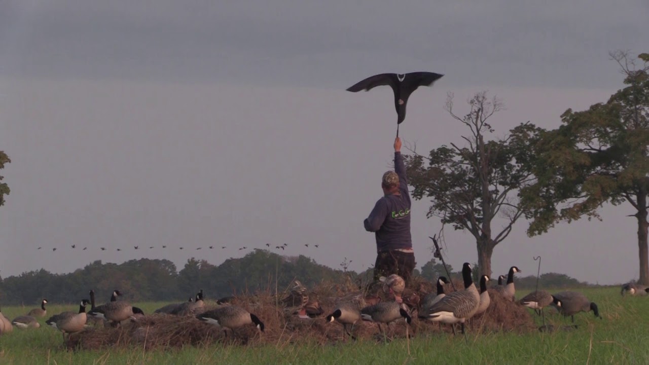 New York Waterfowl Nuisance Season Hunt YouTube