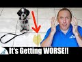 The BIGGEST Mistake People Make With Puppy House Training