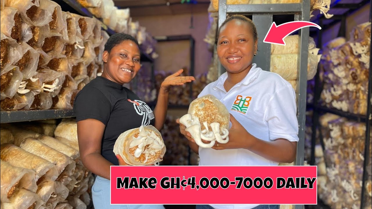How To Make GH¢4,000-7,000 Cedis Daily From Growing and Selling Mushroom In Ghana